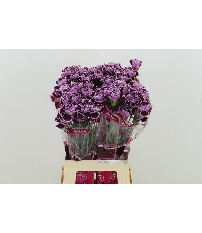 Di St Nobbio Crochet ( x 20 )