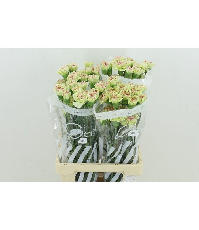 Di St Mochi ( x 20 )