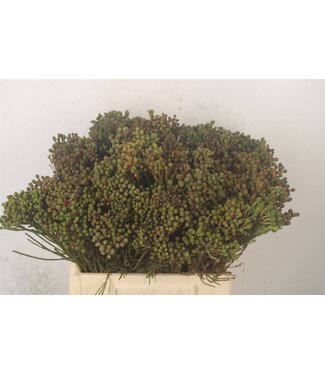 Florimo Fresh Flowers Kaaps Berzelia Abratanoides ( x 10 ) Florimo Fresh Flowers Kaaps Berzelia Abratanoides ( x 10 )