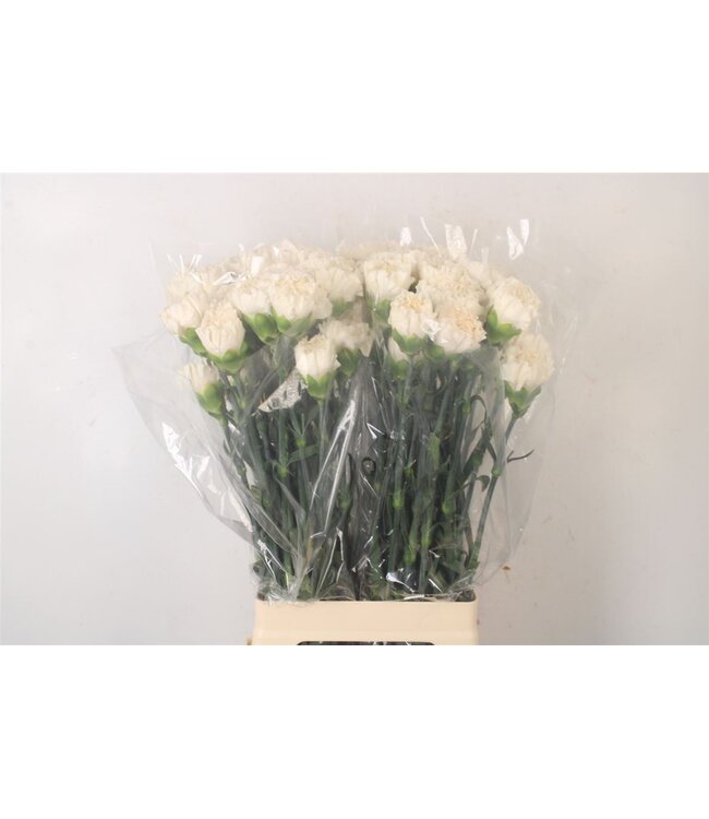 Di St Moon Golem Champagne ( x 20 )