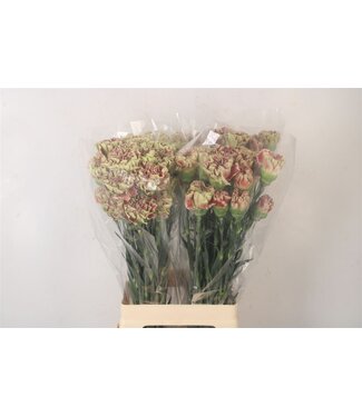 Florimo Fresh Flowers Di St Wine Cover ( x 20 ) Florimo Fresh Flowers Di St Wine Cover ( x 20 )