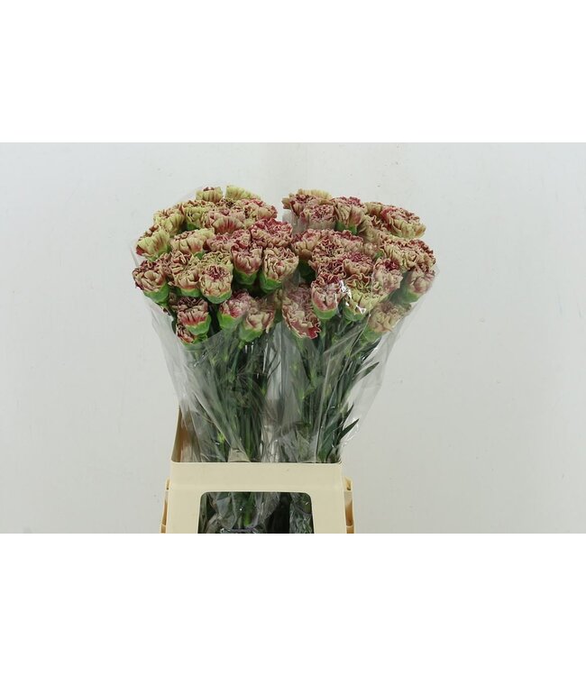 Di St Wine Cover ( x 20 )