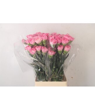 Florimo Fresh Flowers Di St Tonic Golem ( x 20 ) Florimo Fresh Flowers Di St Tonic Golem ( x 20 )