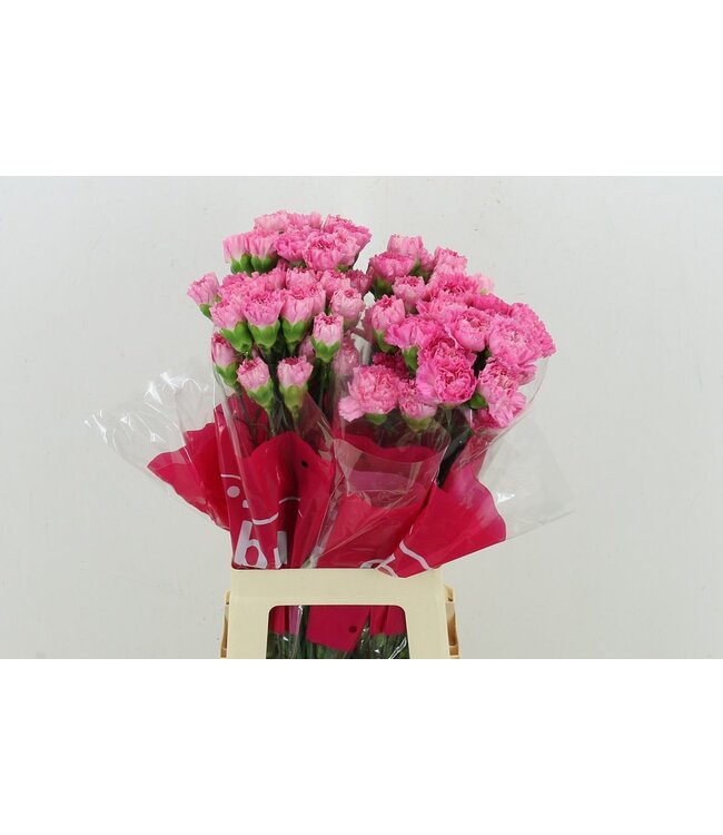 Di St Tonic Golem ( x 20 )