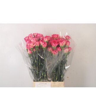 Florimo Fresh Flowers Di St Spritz Sport ( x 20 ) Florimo Fresh Flowers Di St Spritz Sport ( x 20 )