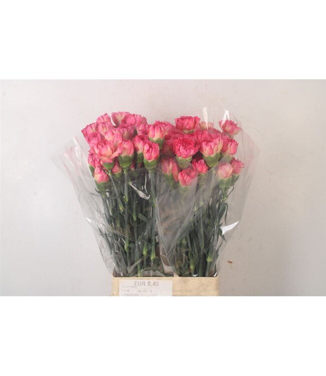 Di St Spritz Sport ( x 20 )