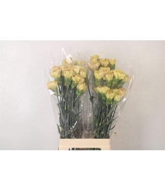 Florimo Fresh Flowers Di St Mustard ( x 20 ) Florimo Fresh Flowers Di St Mustard ( x 20 )