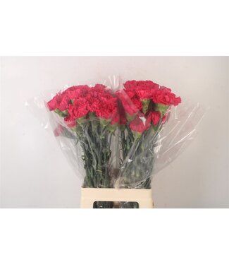 Florimo Fresh Flowers Di St Mandalay ( x 20 ) Florimo Fresh Flowers Di St Mandalay ( x 20 )