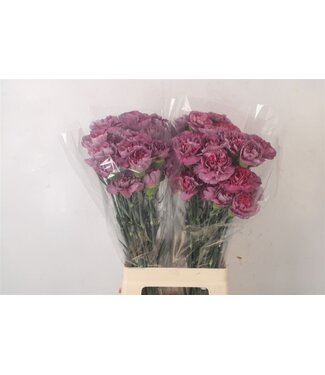 Florimo Fresh Flowers Di St Hypnosis ( x 20 ) Florimo Fresh Flowers Di St Hypnosis ( x 20 )