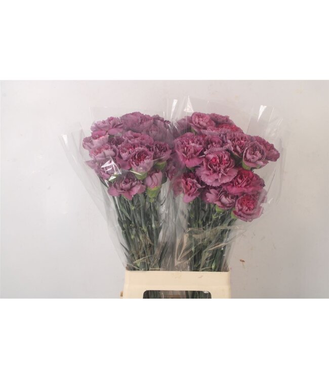 Di St Hypnosis ( x 20 )