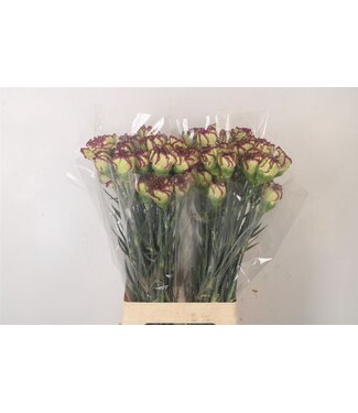 Florimo Fresh Flowers Di St Extravaganza ( x 20 ) Florimo Fresh Flowers Di St Extravaganza ( x 20 )