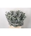 Euc Cinerea Per Bunch 150 Gram ( x 1 )