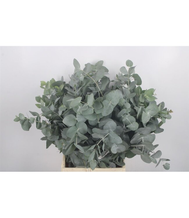 Euc Cinerea Per Bunch 150 Gram ( x 1 )