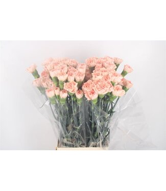 Florimo Fresh Flowers Di St Novia ( x 20 ) Florimo Fresh Flowers Di St Novia ( x 20 )