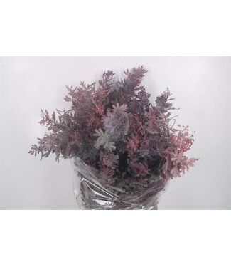 Florimo Fresh Flowers Frische rote Acacia Balayana | Länge 60 Zentimeter | Pro 5 Bündel