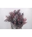 Fresh red Acacia Balayana | Length 60 centimeters | Available to order in bundles of 5