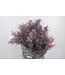Verse rode Acacia Balayana | Lengte 60 centimeter | Per 5 bossen te bestellen