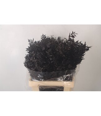 Florimo Fresh Flowers Ruscus. Black Per Stem ( x 25 )