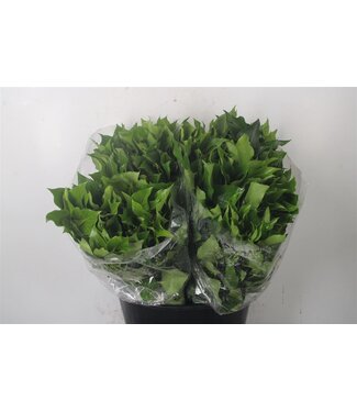 Florimo Fresh Flowers Hedera Leaves Per Bunch ( x 5 ) Florimo Fresh Flowers Hedera Leaves Per Bunch ( x 5 )