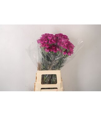 Florimo Fresh Flowers Di St Happy Gema ( x 20 ) Florimo Fresh Flowers Di St Happy Gema ( x 20 )
