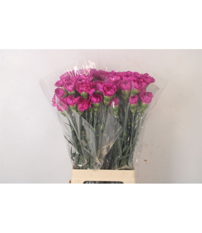 Di St Happy Gema ( x 20 )