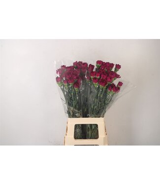 Florimo Fresh Flowers Di St Golem Lila ( x 20 ) Florimo Fresh Flowers Di St Golem Lila ( x 20 )