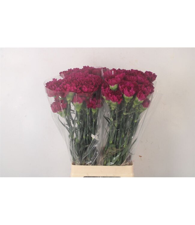 Di St Golem Lila ( x 20 )