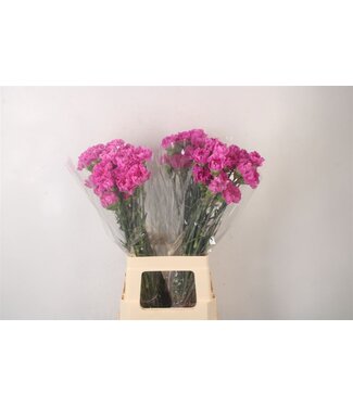 Florimo Fresh Flowers Di St Farida ( x 20 ) Florimo Fresh Flowers Di St Farida ( x 20 )
