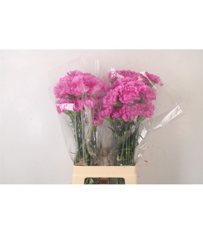 Di St Farida ( x 20 )