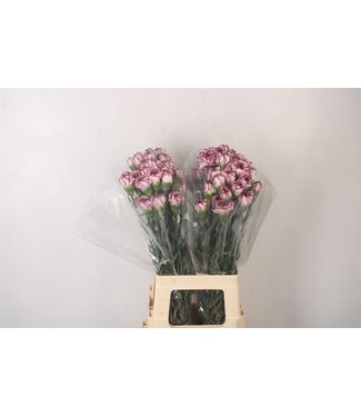 Florimo Fresh Flowers Di St Damascus ( x 20 ) Florimo Fresh Flowers Di St Damascus ( x 20 )