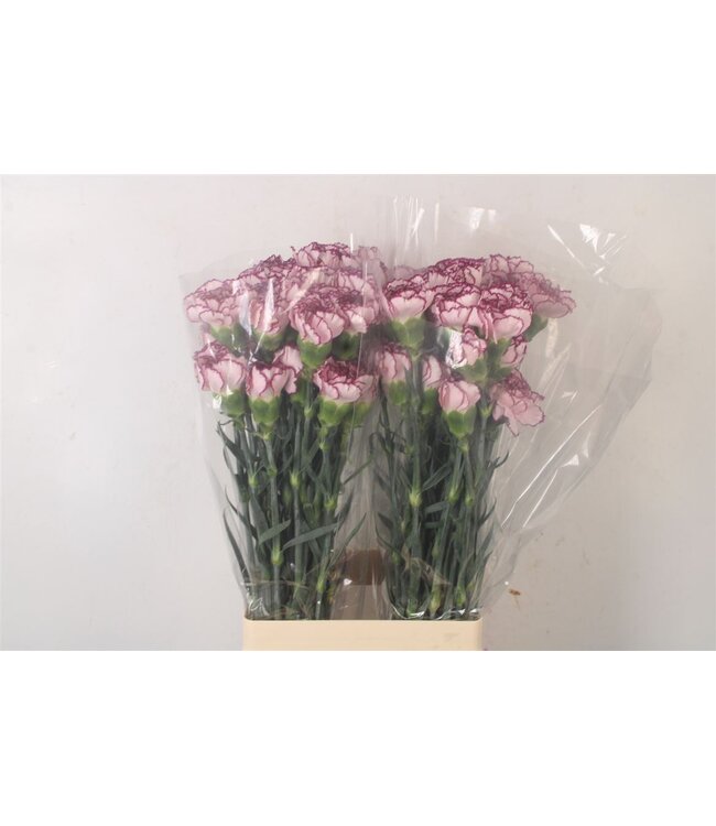 Di St Damascus ( x 20 )