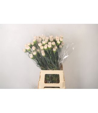 Florimo Fresh Flowers Di St Brut Champagne ( x 20 ) Florimo Fresh Flowers Di St Brut Champagne ( x 20 )