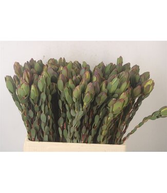 Florimo Fresh Flowers Leucad Discolor Green ( x 10 ) Florimo Fresh Flowers Leucad Discolor Green ( x 10 )