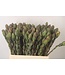 Leucad Discolor Green ( x 10 )
