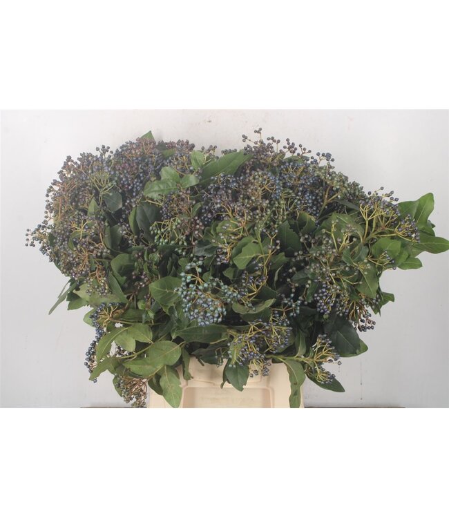 Viburnum Berry Black Per Bunch ( x 5 )