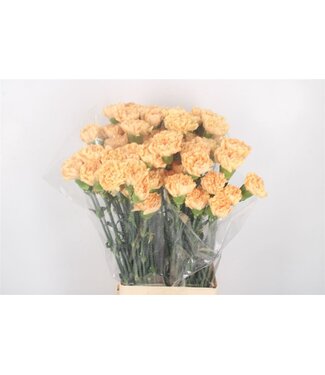 Florimo Fresh Flowers Di St Caroline Gold ( x 20 ) Florimo Fresh Flowers Di St Caroline Gold ( x 20 )