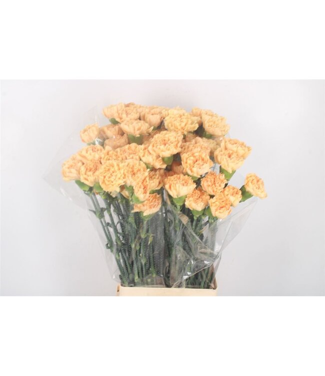 Di St Caroline Gold ( x 20 )