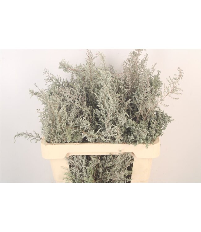 Kaaps Stoebe ( x 10 )