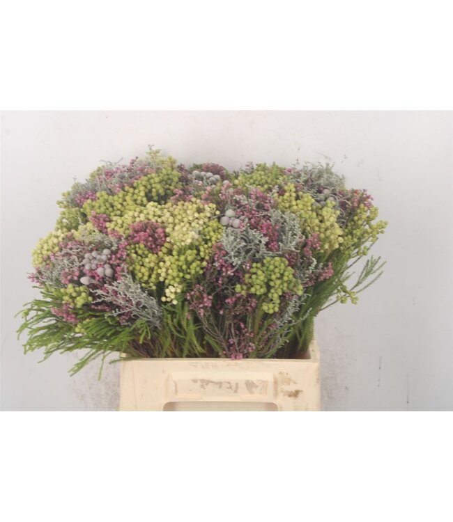Erica Bqt Mix Premium ( x 1 )