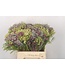 Erica Bqt Mix Premium ( x 1 )