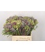 Erica Bqt Mix Premium ( x 1 )