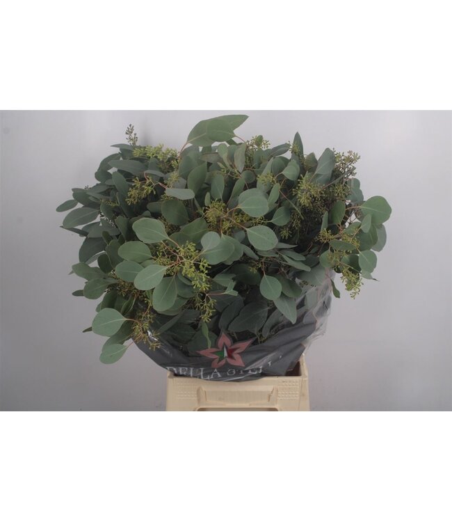 Euc Populus Berry Per Bunch 150 Gram ( x 5 )