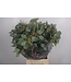 Euc Populus Berry Per Bunch 150 Gram ( x 5 )