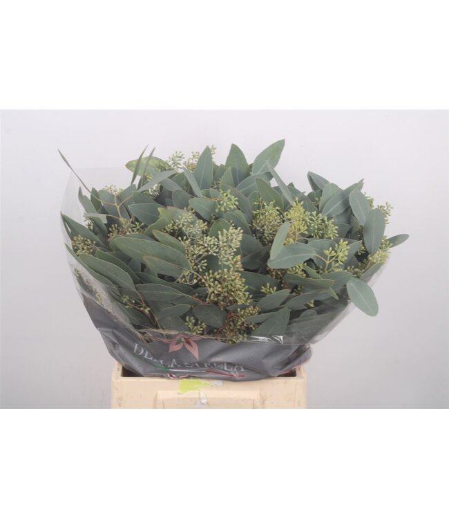 Euc Populus Berry Per Bunch 150 Gram ( x 5 )