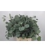 Euc Populus Per Bunch 300 Gram ( x 5 )