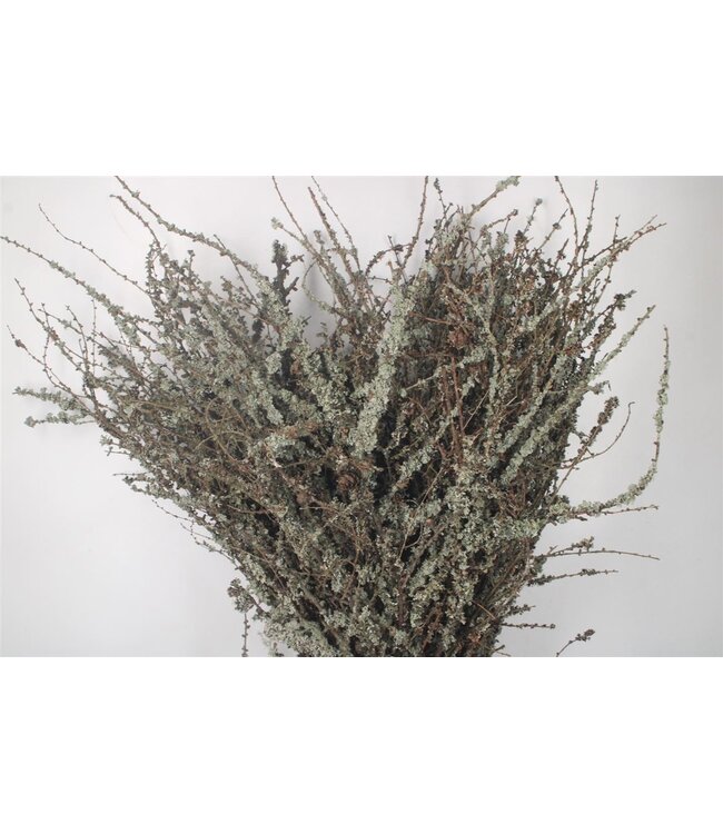 Larix Takken Per Bunch 70cm Extra ( x 5 )