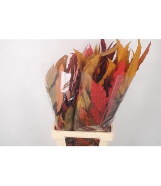 Florimo Fresh Flowers Stabi Castangne Autumn Mix Per Bunch ( x 5 )