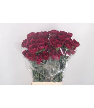 Florimo Fresh Flowers Frische Nelken Purple Damascus | Länge 65 Zentimeter | Lila | Pro 20 Blumen