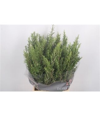Florimo Fresh Flowers Rozemarijn Per Bunch ( x 5 )