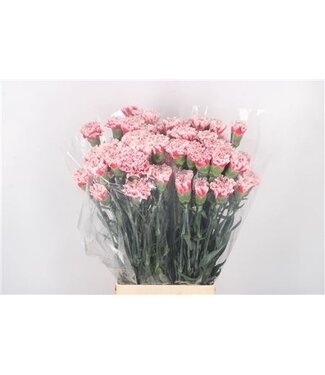 Florimo Fresh Flowers Pink mix Dianthus or Carnations | Length 65 centimeters | Dianthus Frontera | Per 20 fresh flowers Florimo Fresh Flowers Pink mix Dianthus or Carnations | Length 65 centimeters | Dianthus Frontera | Per 20 fresh flowers
